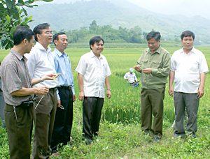 Đồng chí Hoàng Việt Cường, Bí thư Tỉnh ủy, Chủ tịch HĐND tỉnh kiểm tra tình hình sản xuất nông nghiệp tại xã Đông Bắc (Kim Bôi)